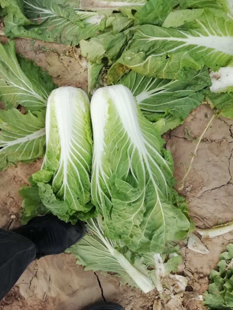 黄心菜白菜7斤以上净菜