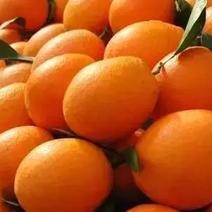 赣南脐橙纽荷尔脐橙鲜果（纯有机种植，糖份高水份足化渣）