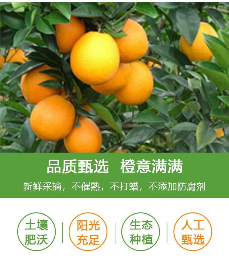 赣南脐橙支持批发代发零售整车配送产地直达
