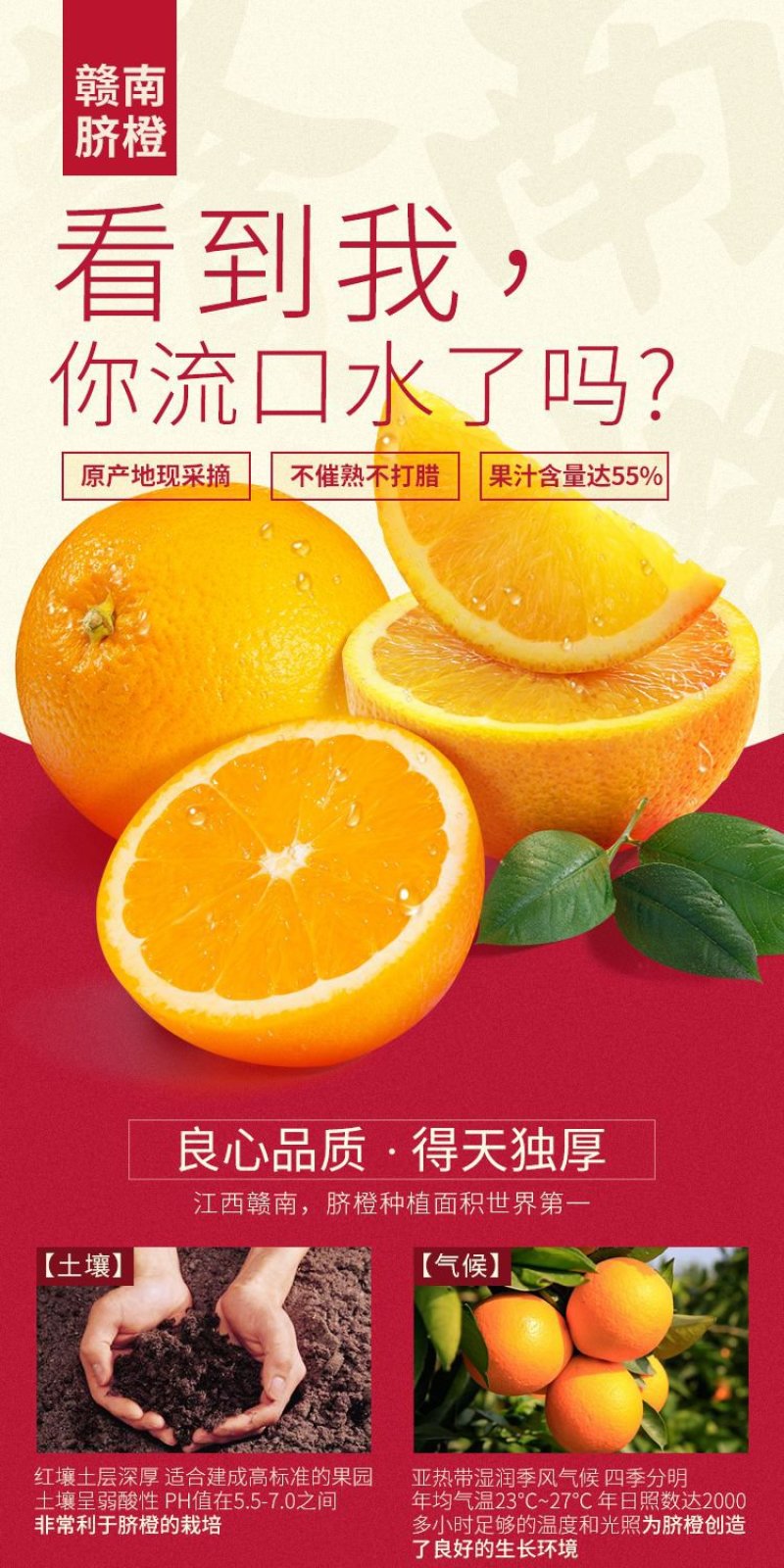 赣南脐橙支持批发代发零售整车配送产地直达