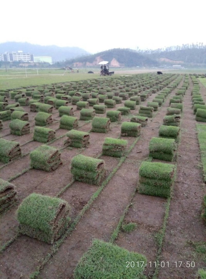 马尼拉。台湾草。卷草。草片，大叶草，夏威夷，大量出售