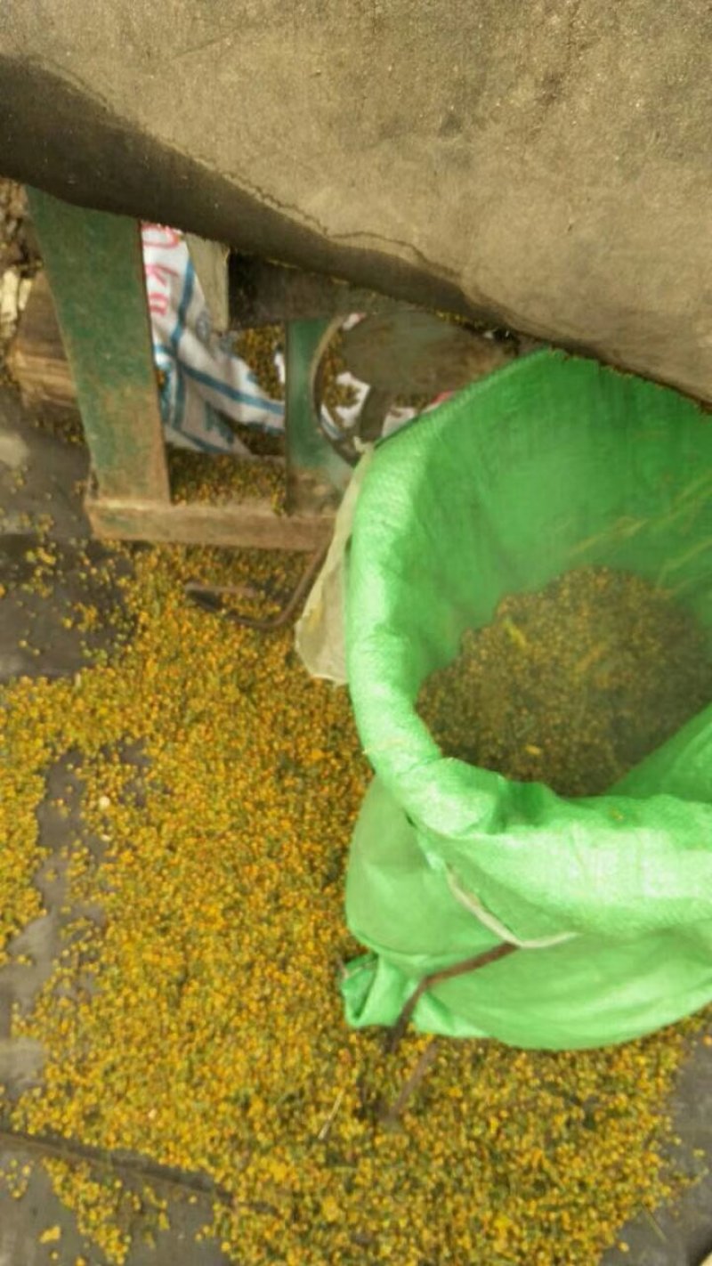 河南信阳野菊花统货