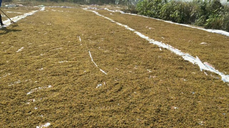 河南信阳野菊花统货