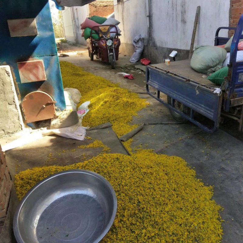 河南信阳野菊花统货