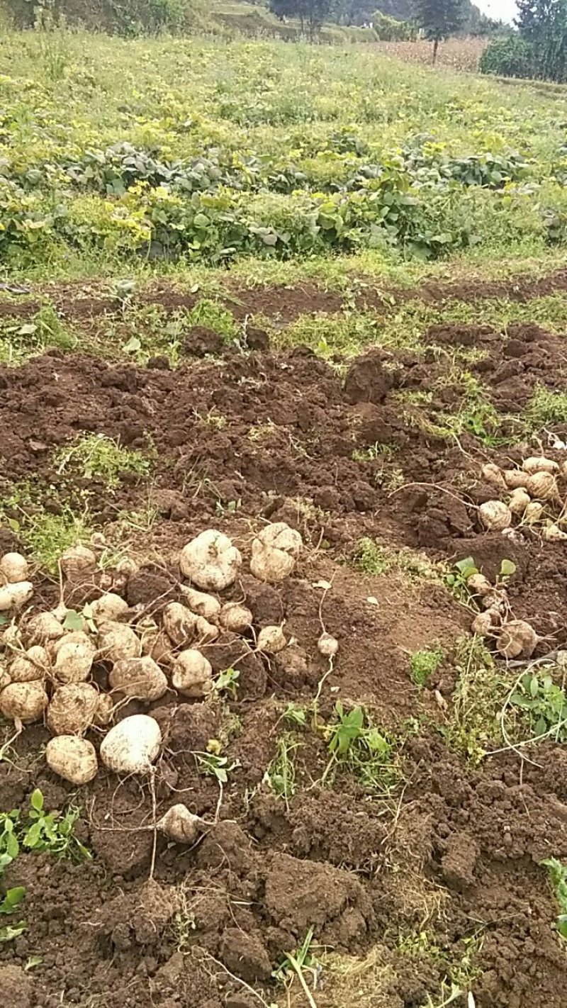 凉薯