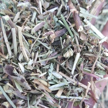 牛羊草，正阳中原草业有限公司