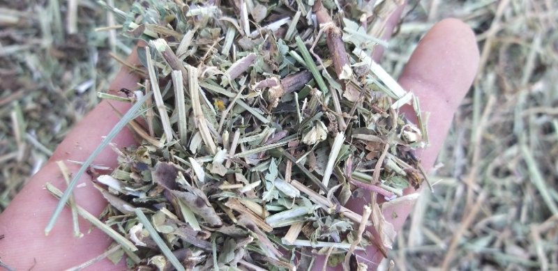牛羊草，正阳中原草业有限公司