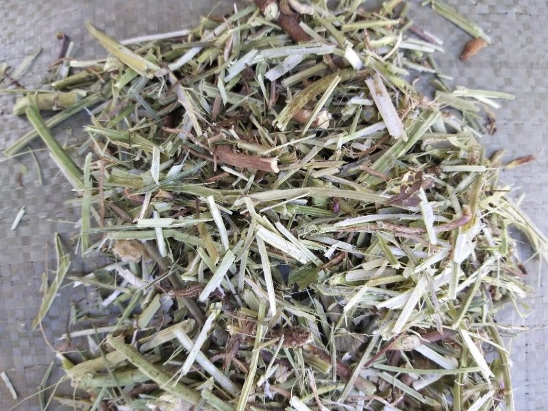 牛羊草，正阳中原草业有限公司