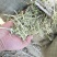 牛羊草，正阳中原草业有限公司