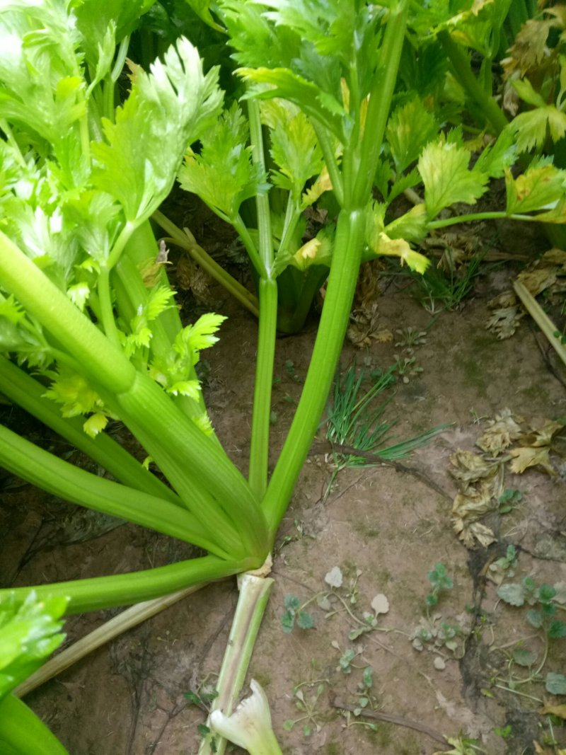 大量上市中：需要的联系我，净菜，毛菜，米黄色大量上市中