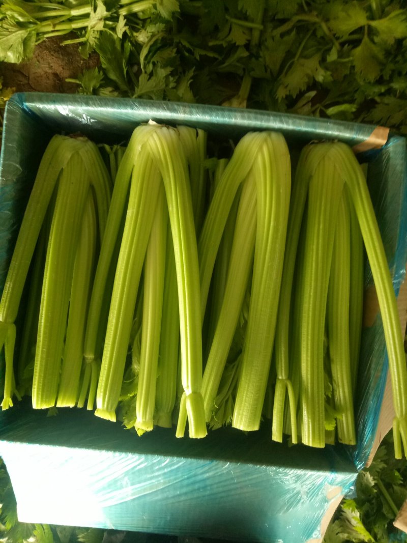 大量上市中：需要的联系我，净菜，毛菜，米黄色大量上市中