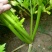 大量上市中：需要的联系我，净菜，毛菜，米黄色大量上市中