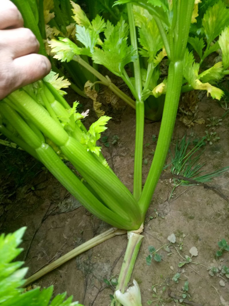 大量上市中：需要的联系我，净菜，毛菜，米黄色大量上市中