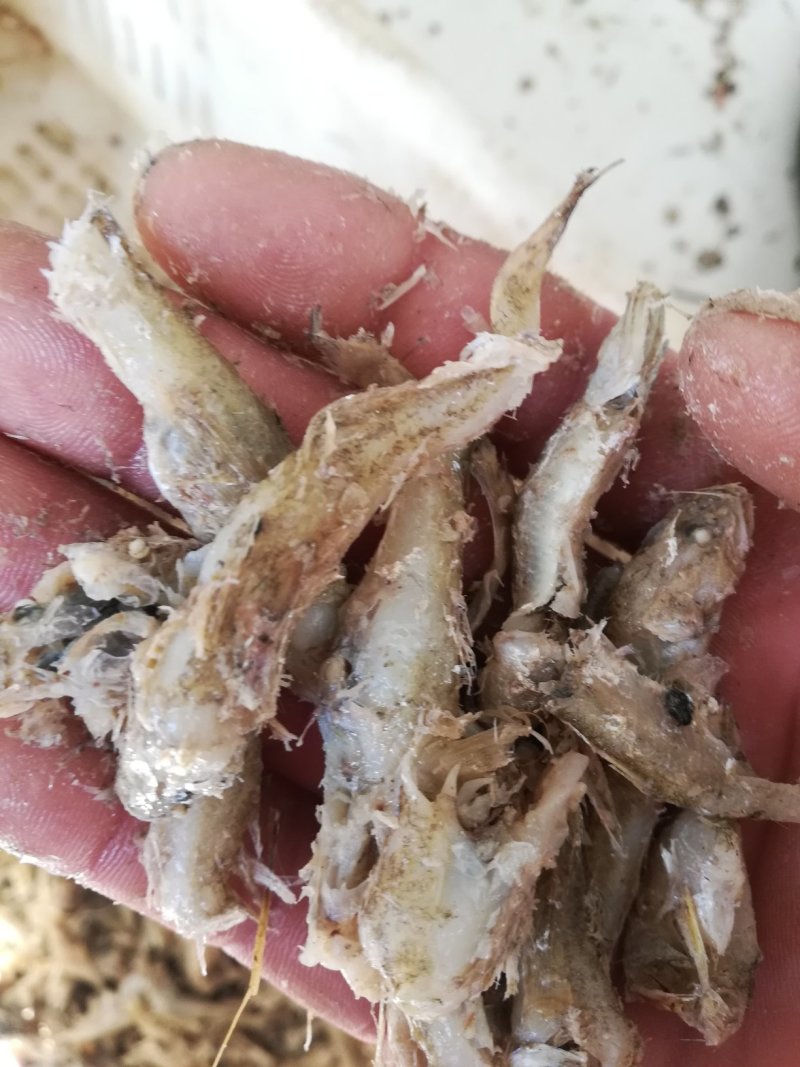 优质熟小鱼，饲料级小鱼，