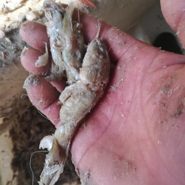 优质熟小鱼，饲料级小鱼，