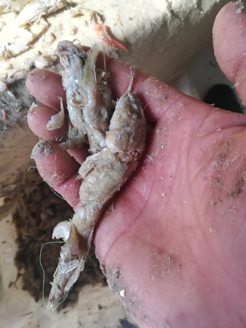 优质熟小鱼，饲料级小鱼，