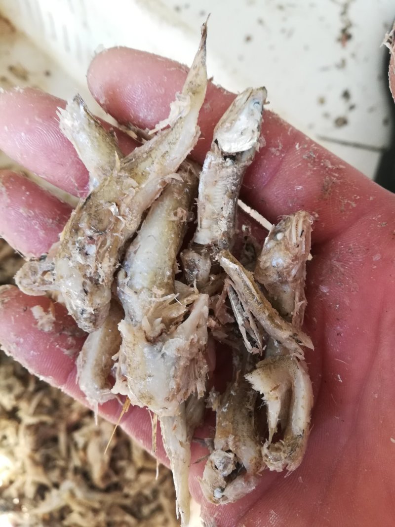 优质熟小鱼，饲料级小鱼，