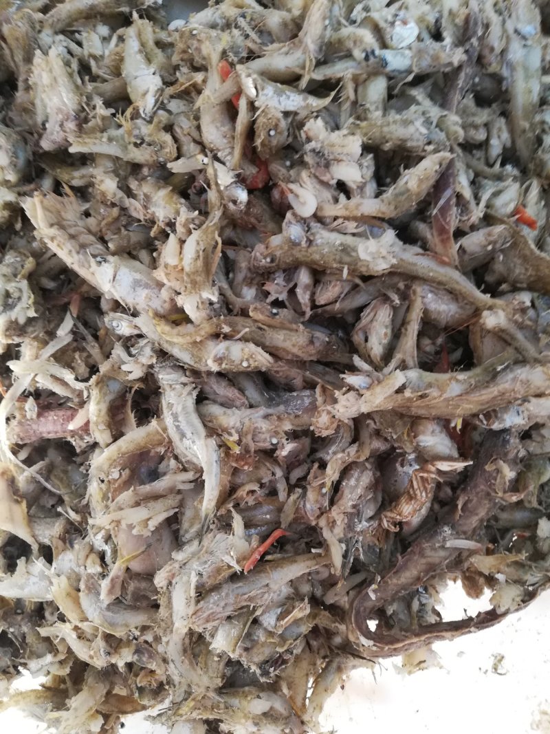 优质熟小鱼，饲料级小鱼，