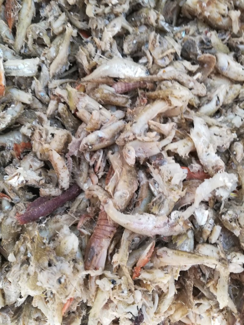 优质熟小鱼，饲料级小鱼，
