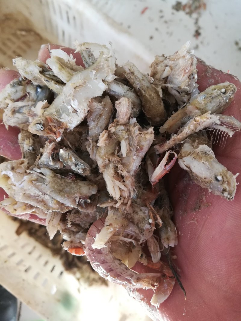 优质熟小鱼，饲料级小鱼，
