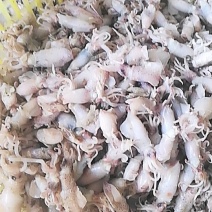 海兔，小乌贼鱼