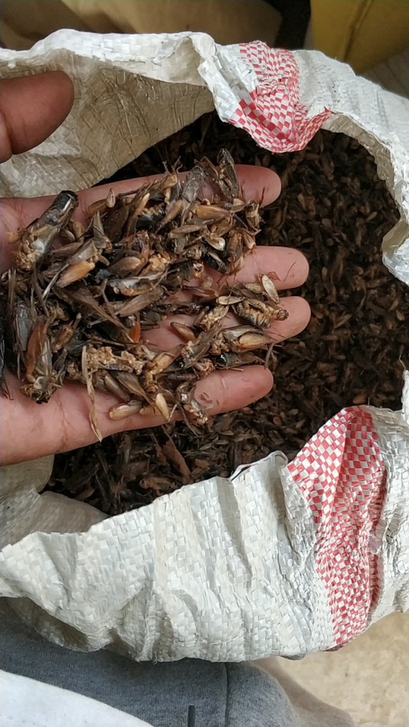 蟋蟀干，
