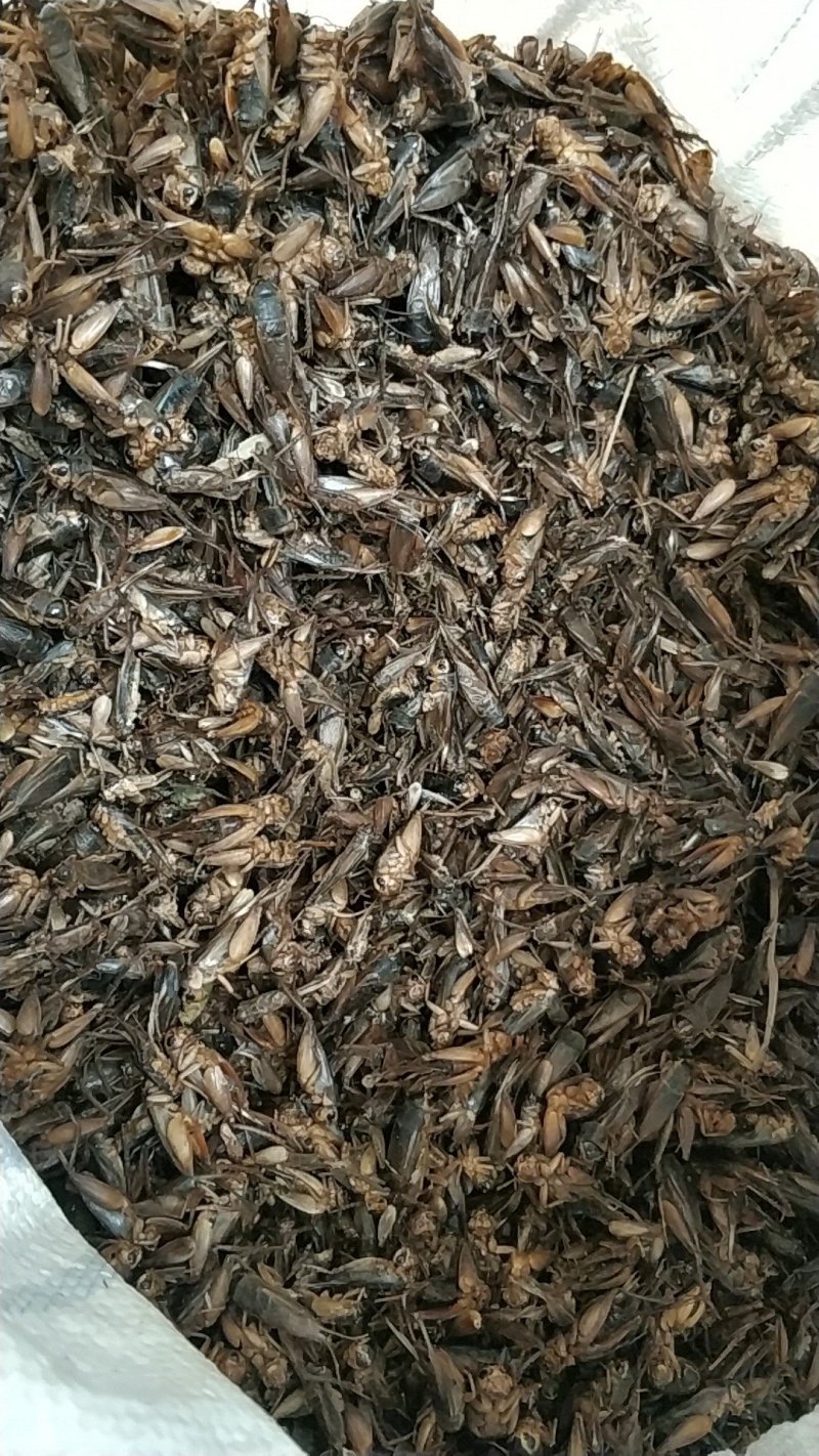 蟋蟀干，