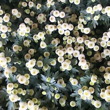 菊花带花发货