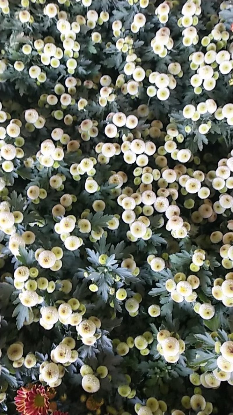 菊花带花发货