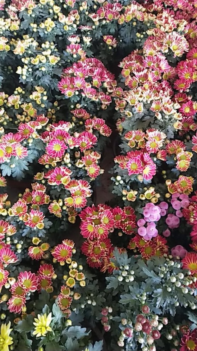 菊花带花发货