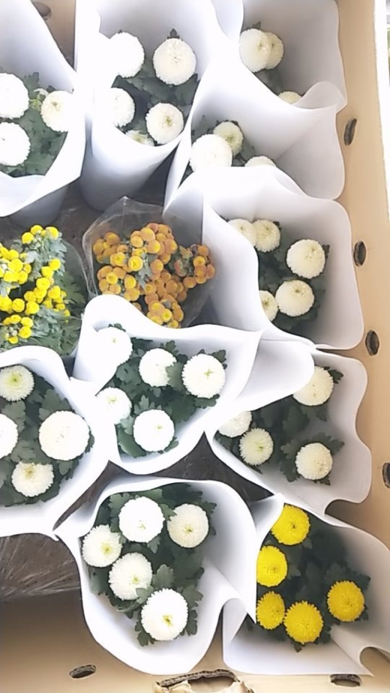 菊花带花发货