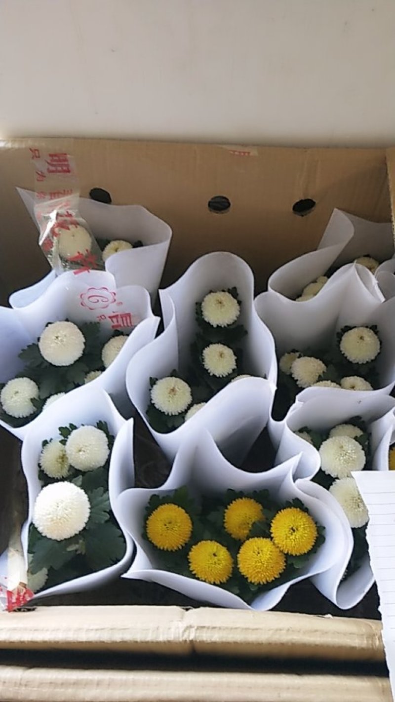 菊花带花发货
