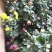 菊花带花发货