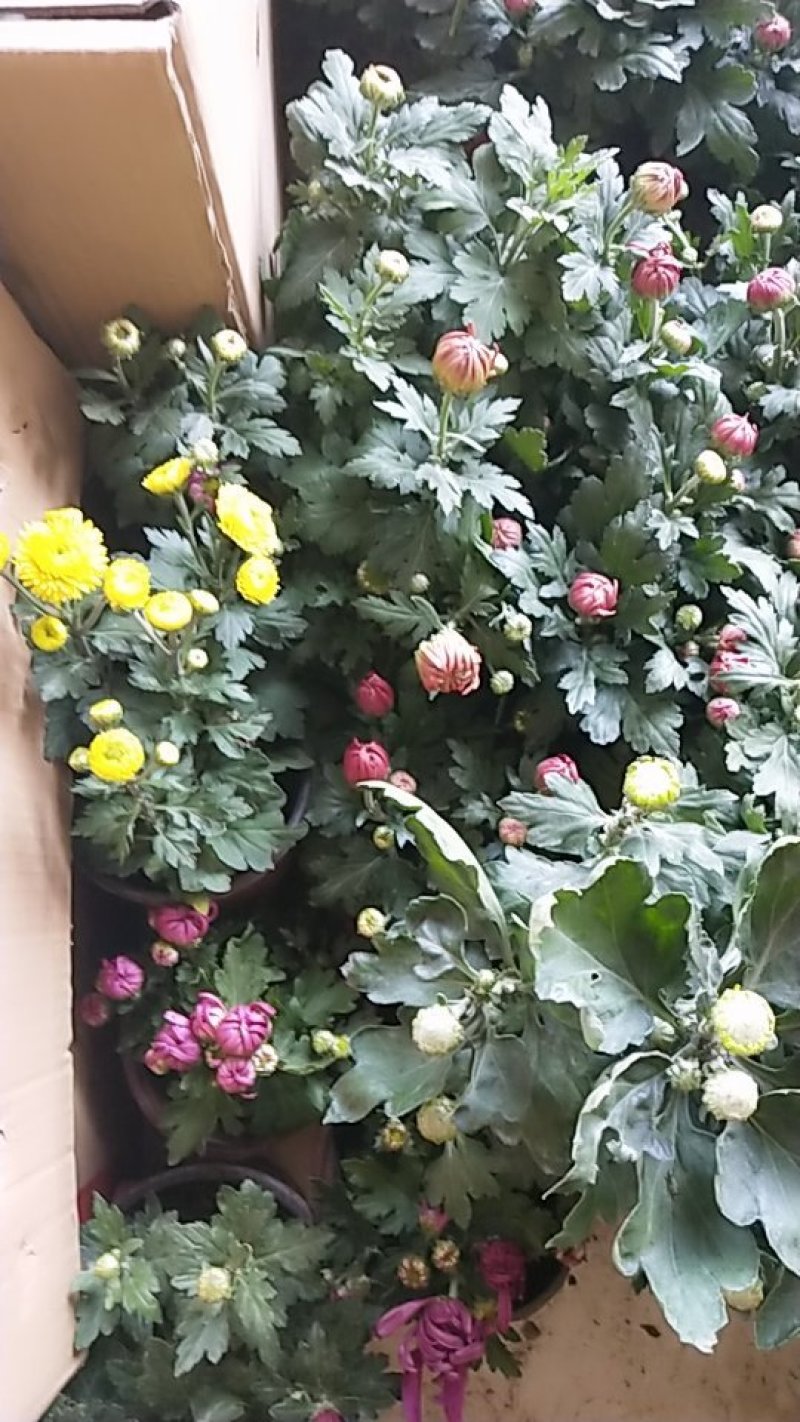 菊花带花发货