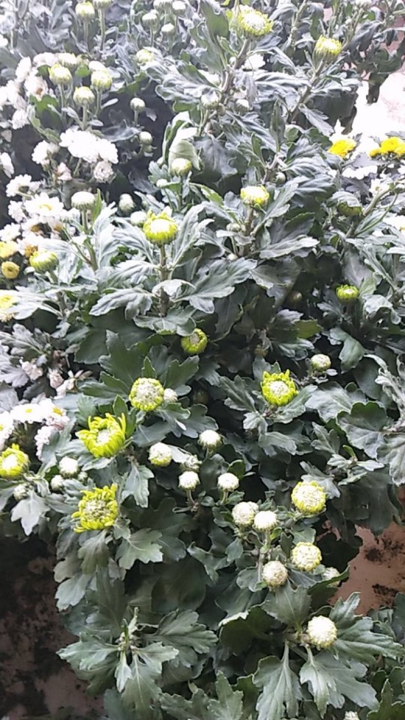 菊花带花发货