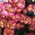 菊花带花发货