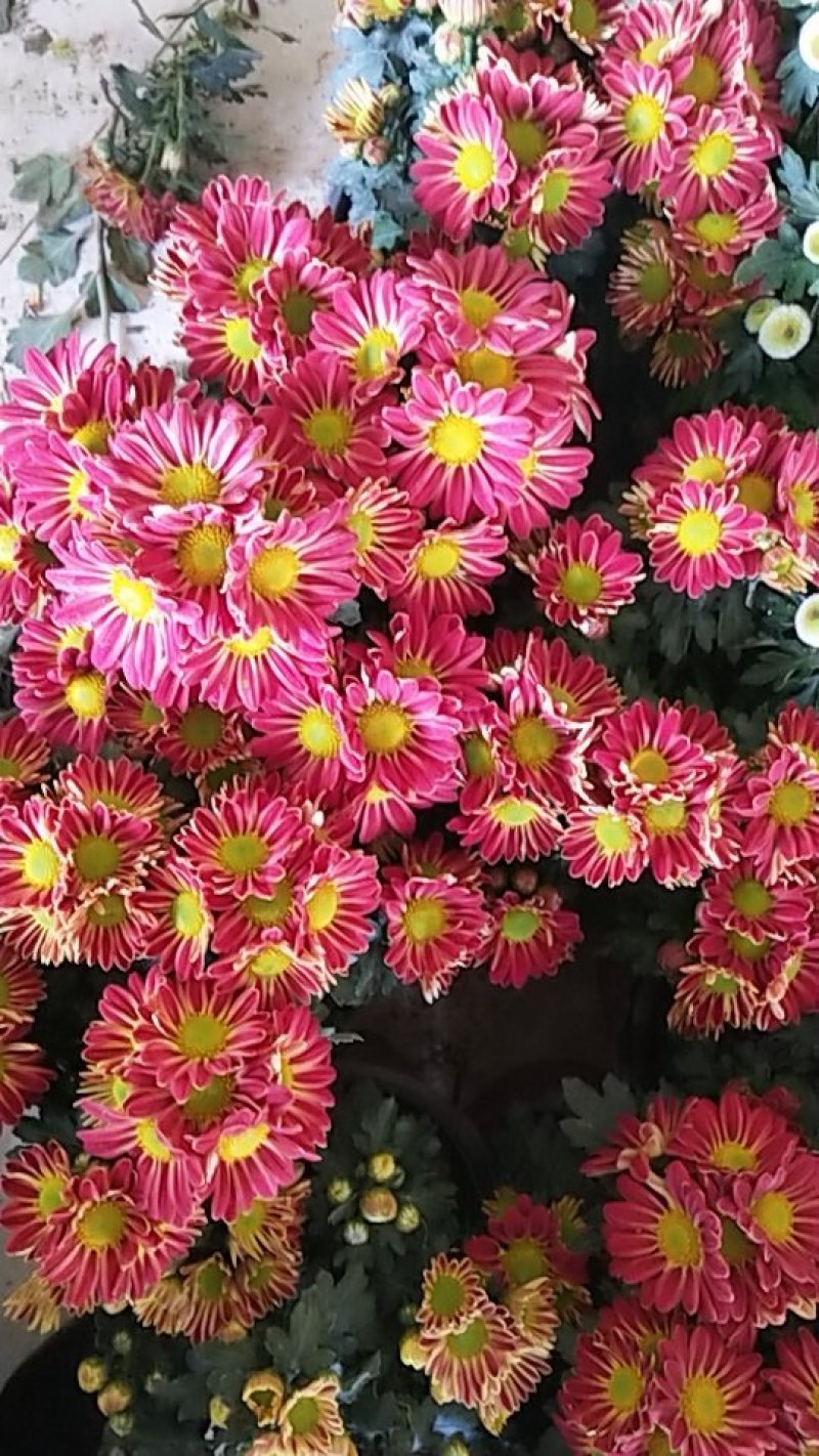 菊花带花发货