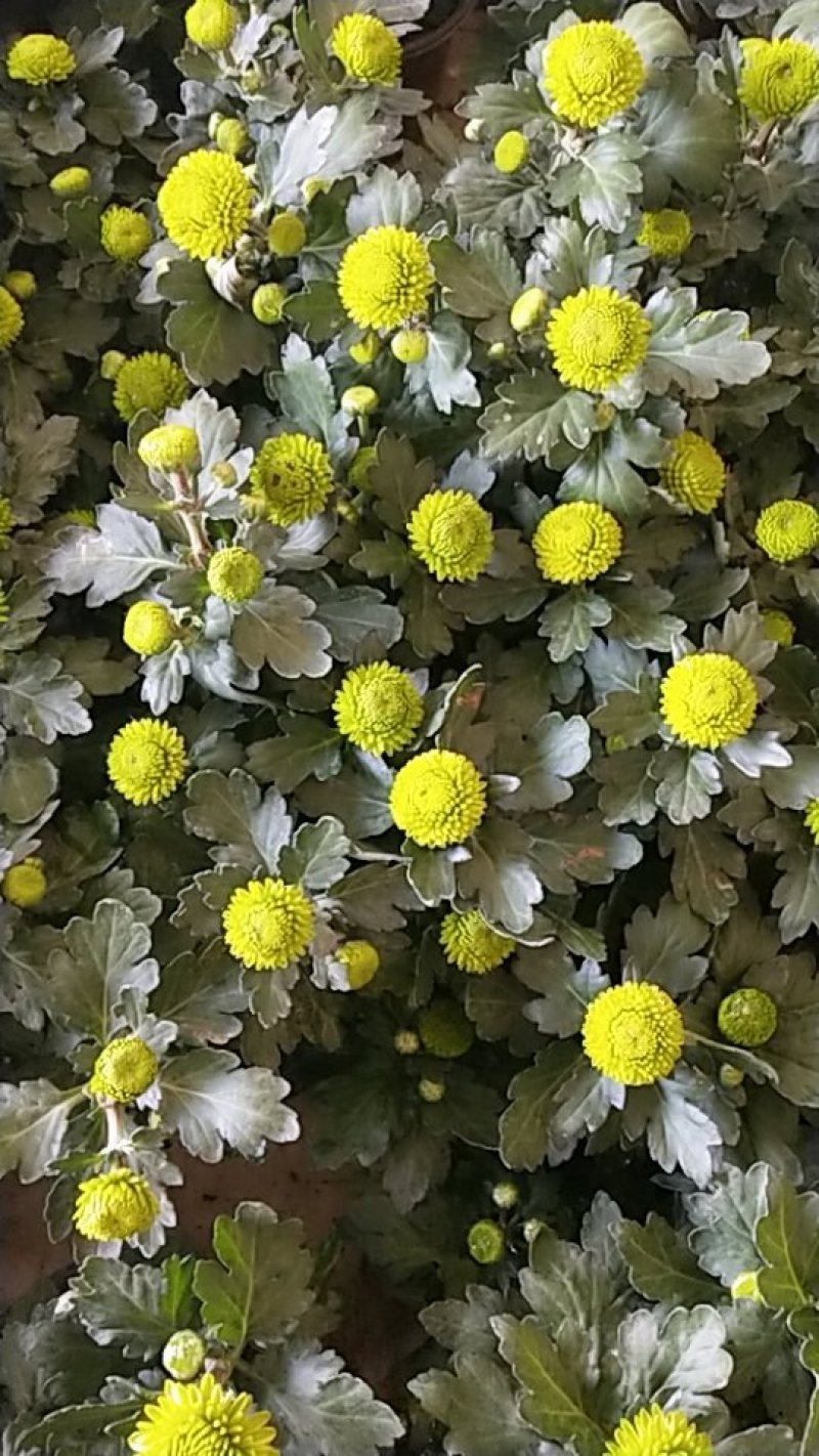 菊花带花发货