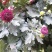 菊花带花发货