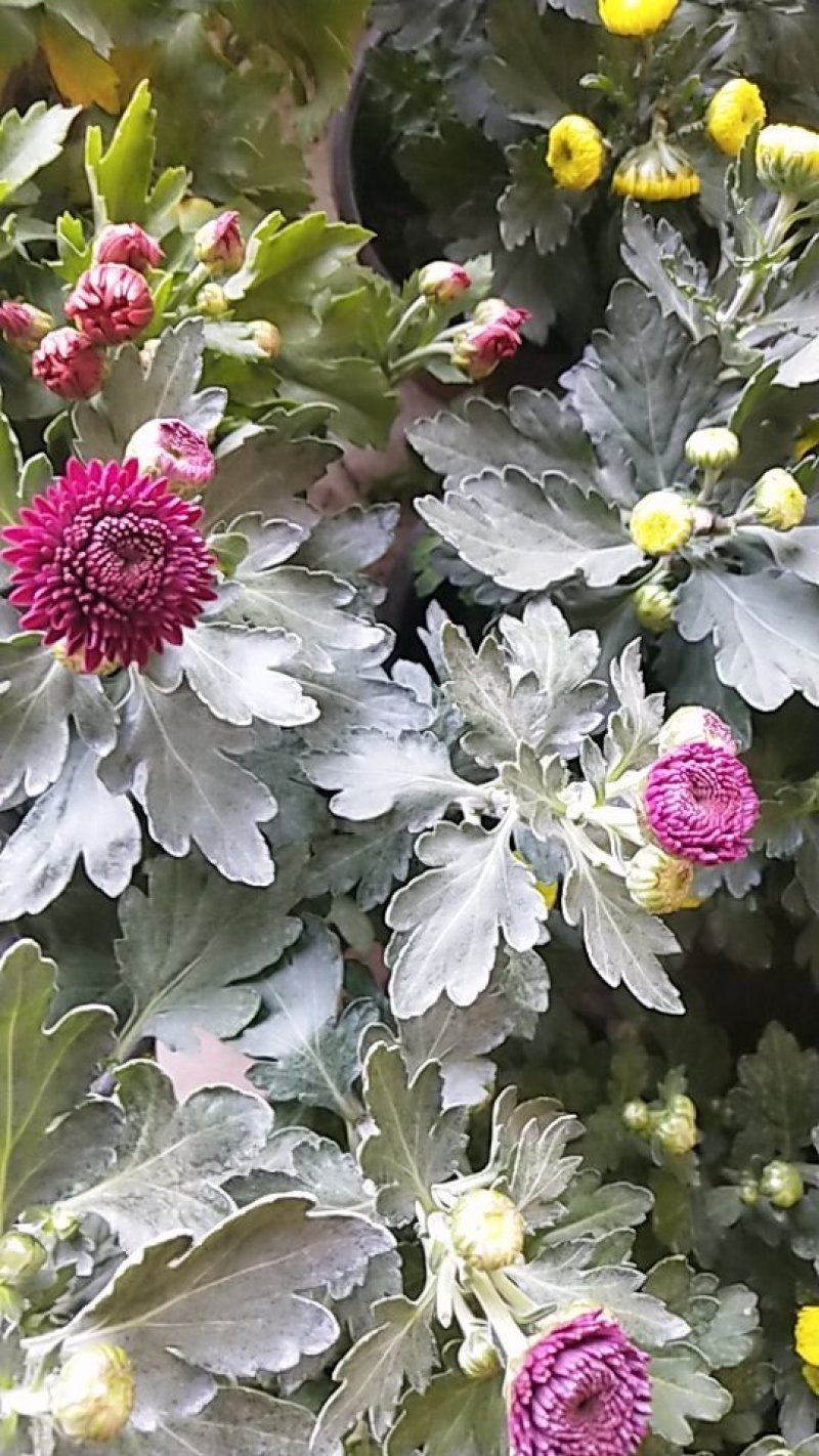 菊花带花发货