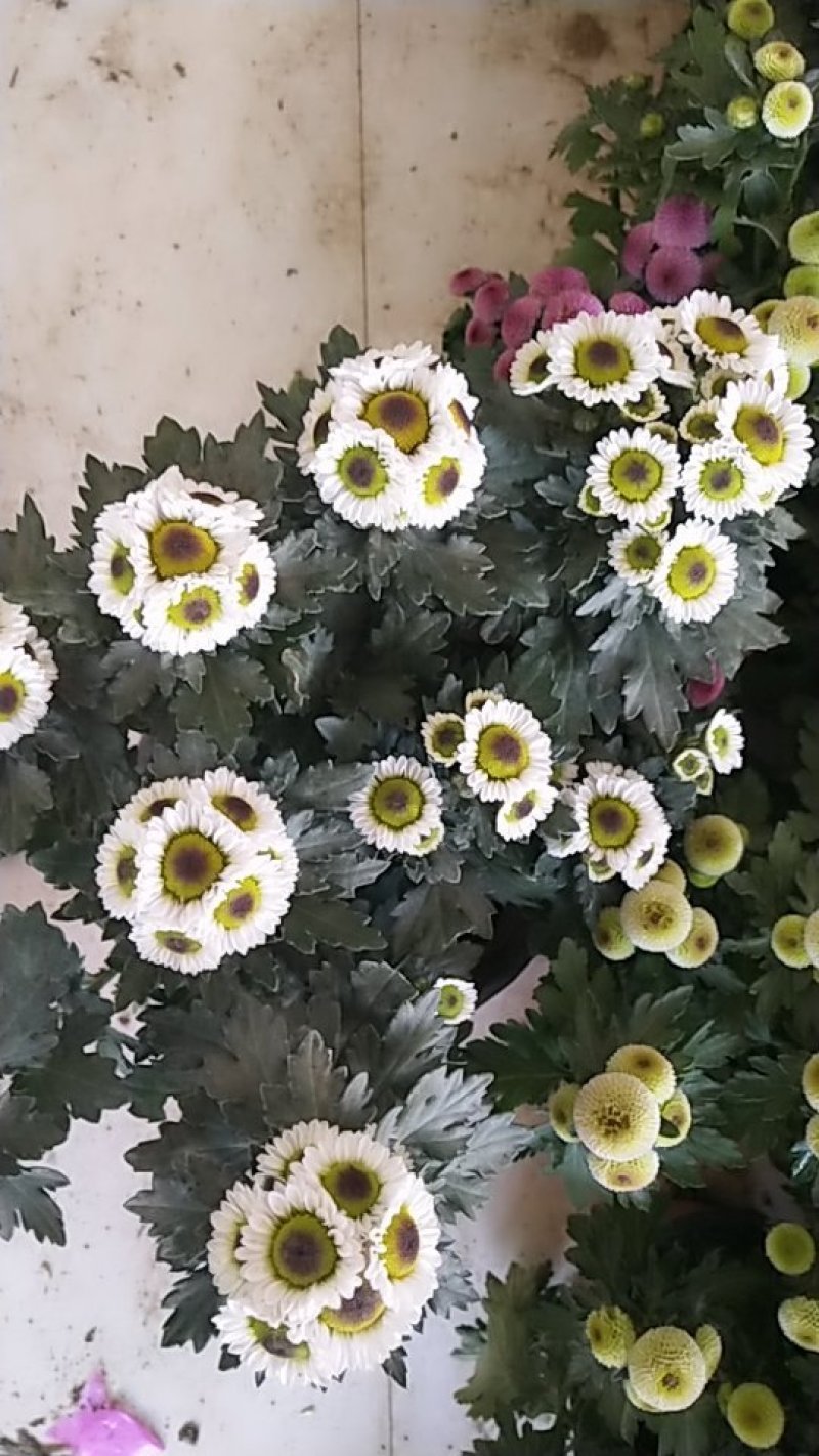 菊花带花发货