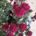 菊花带花发货