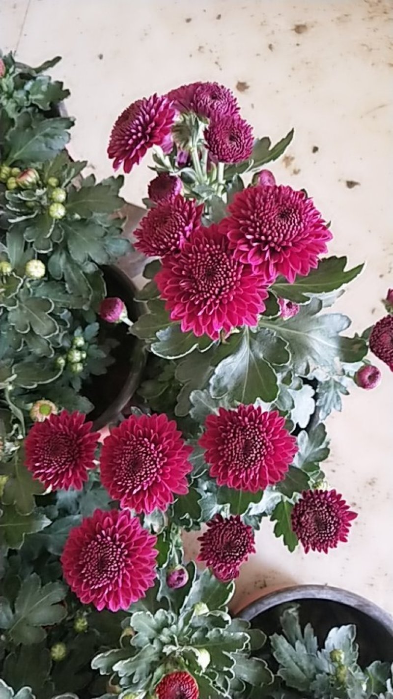 菊花带花发货