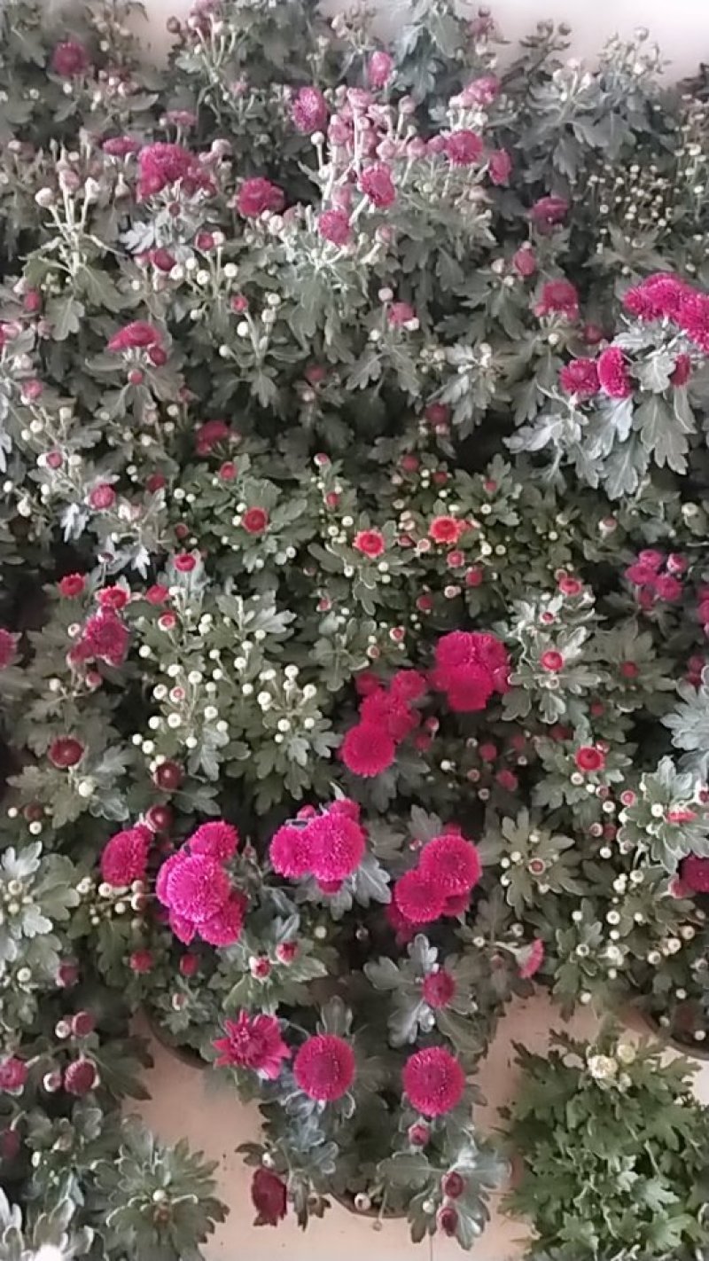 菊花带花发货
