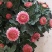 菊花带花发货