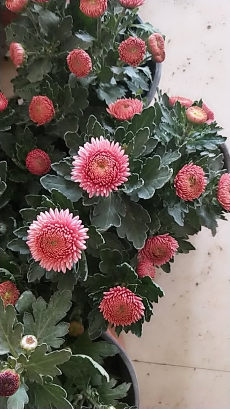 菊花带花发货