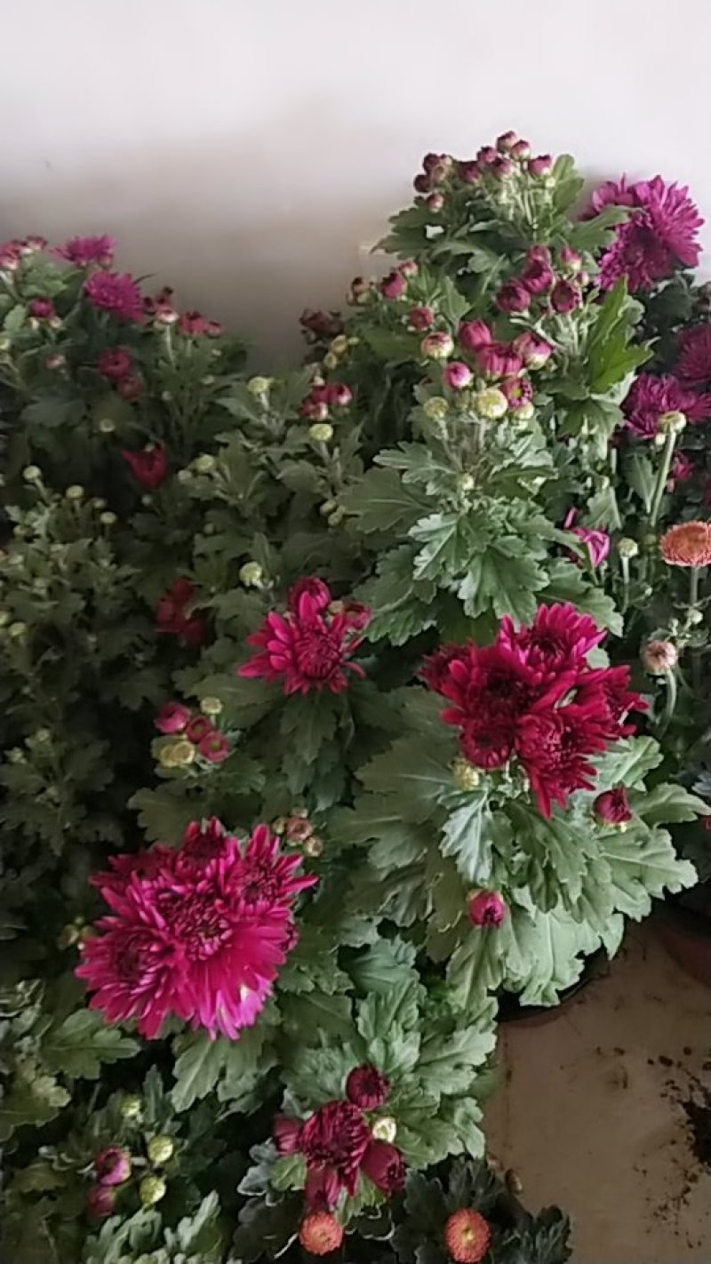 菊花带花发货