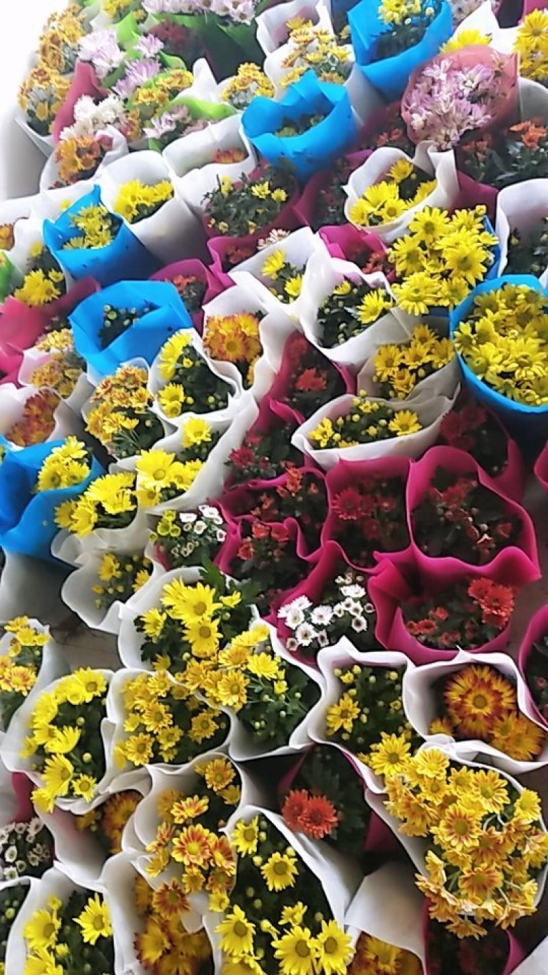 菊花带花发货