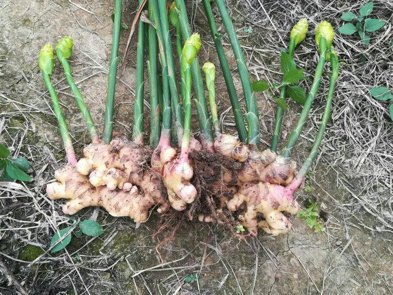 广西大肉姜姜种大量供应