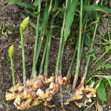 广西大肉姜姜种大量供应